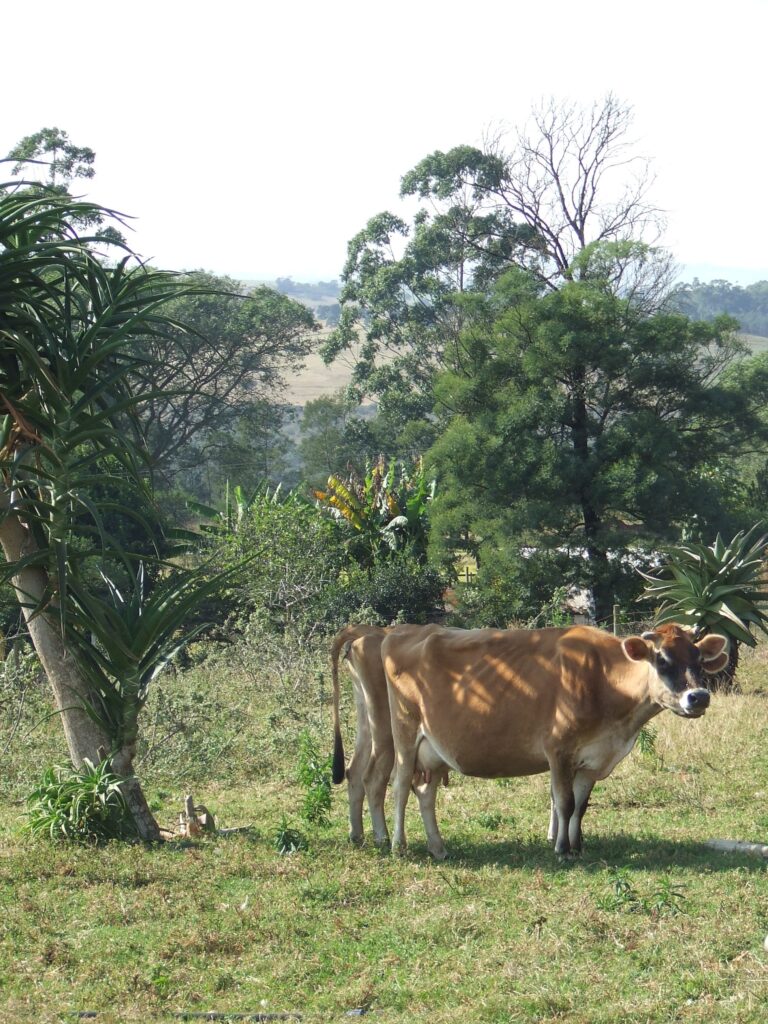 Church Land