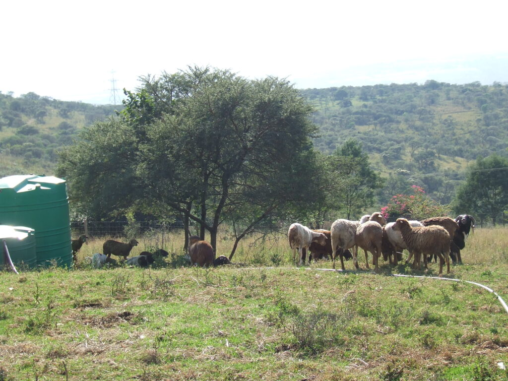 Church Land